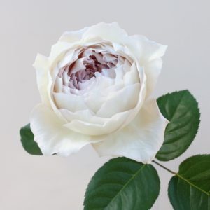 펄(pearl) 이미지