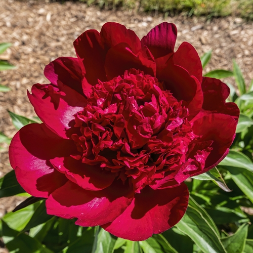 peony 이미지