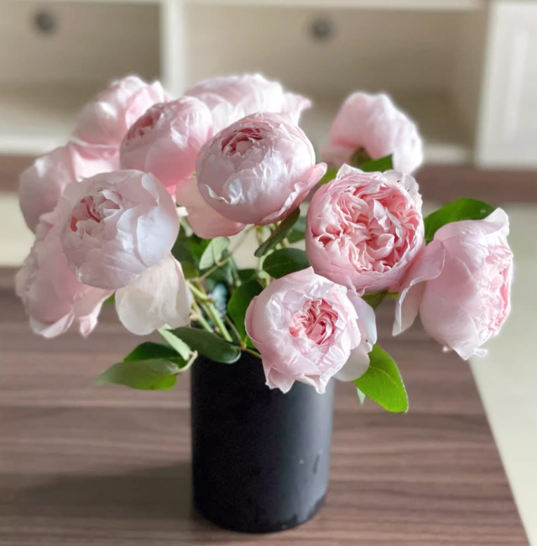 peony 이미지