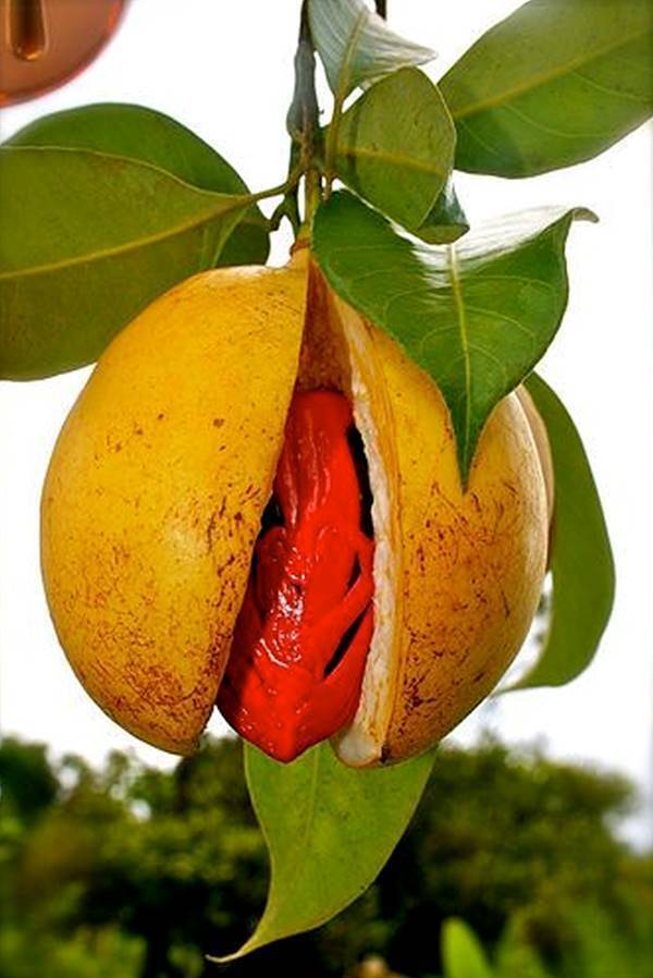 과일세상 이미지