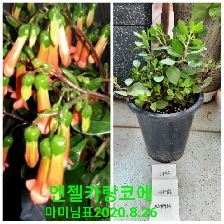 카랑코에 이미지