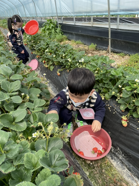🍓딸기따기🍓 - 2022 잎새1반(2세) - 국공립 화순 천재어린이집 🍓딸기따기🍓