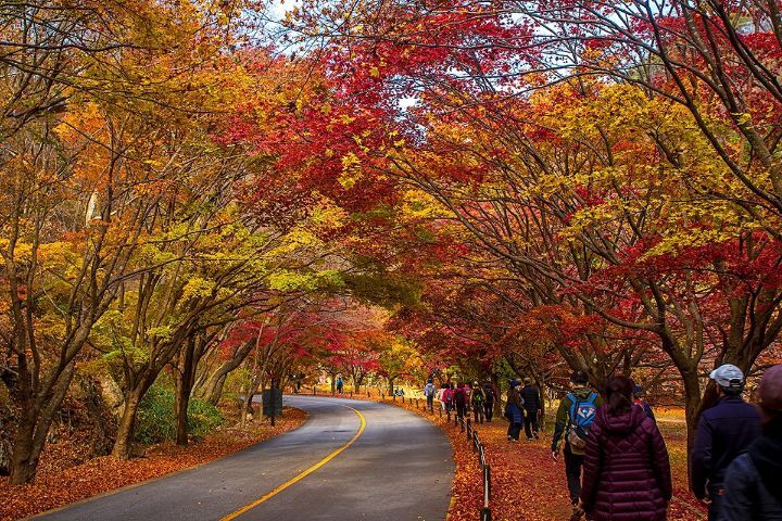 아름다운 가을 풍경(불국사/ 내장산/달성도동서원은행나무... - 코리아나항공 클럽 아름다운 가을 풍경(불국사/ 내장산/달성도동서원은행나무... 