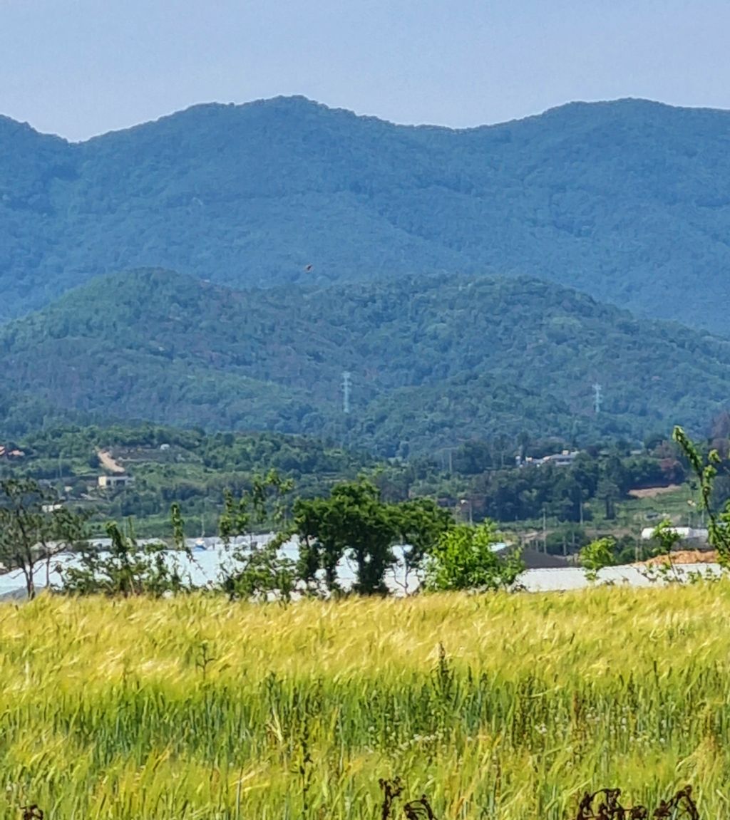 밀밭 이미지
