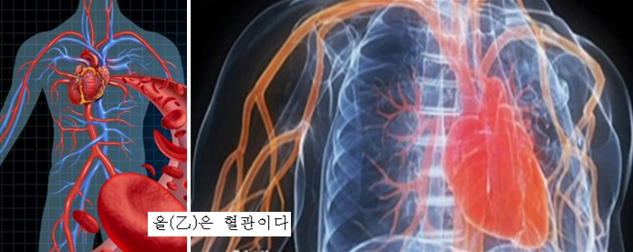 넝쿨의류 이미지