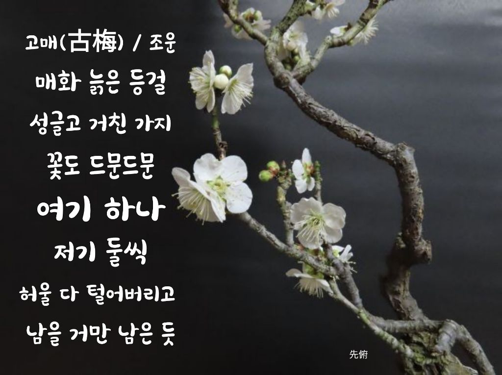 고매 이미지