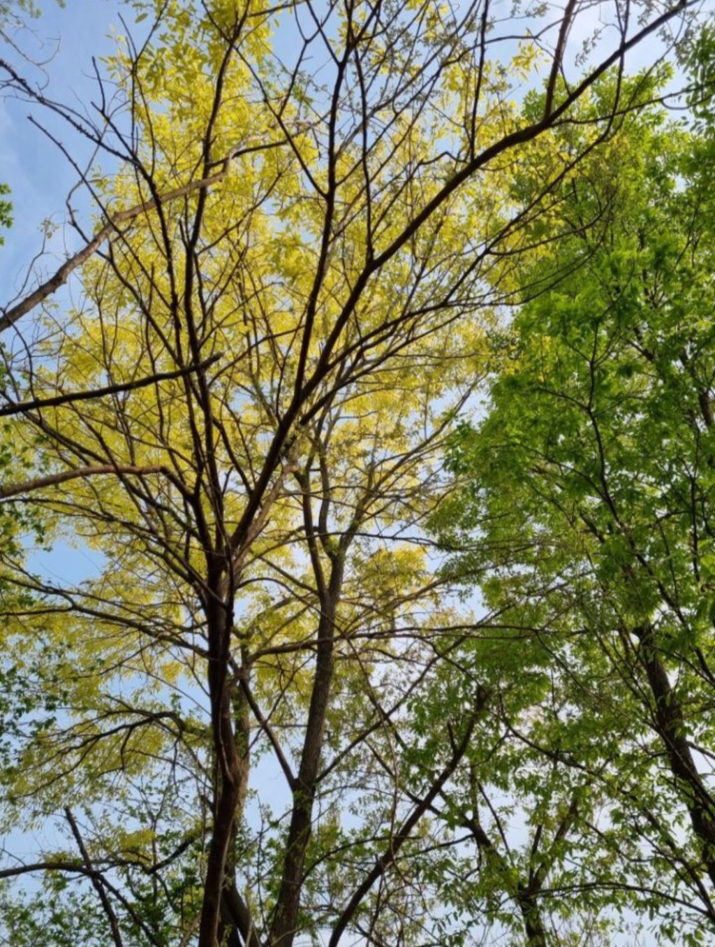 상수리나무 이미지