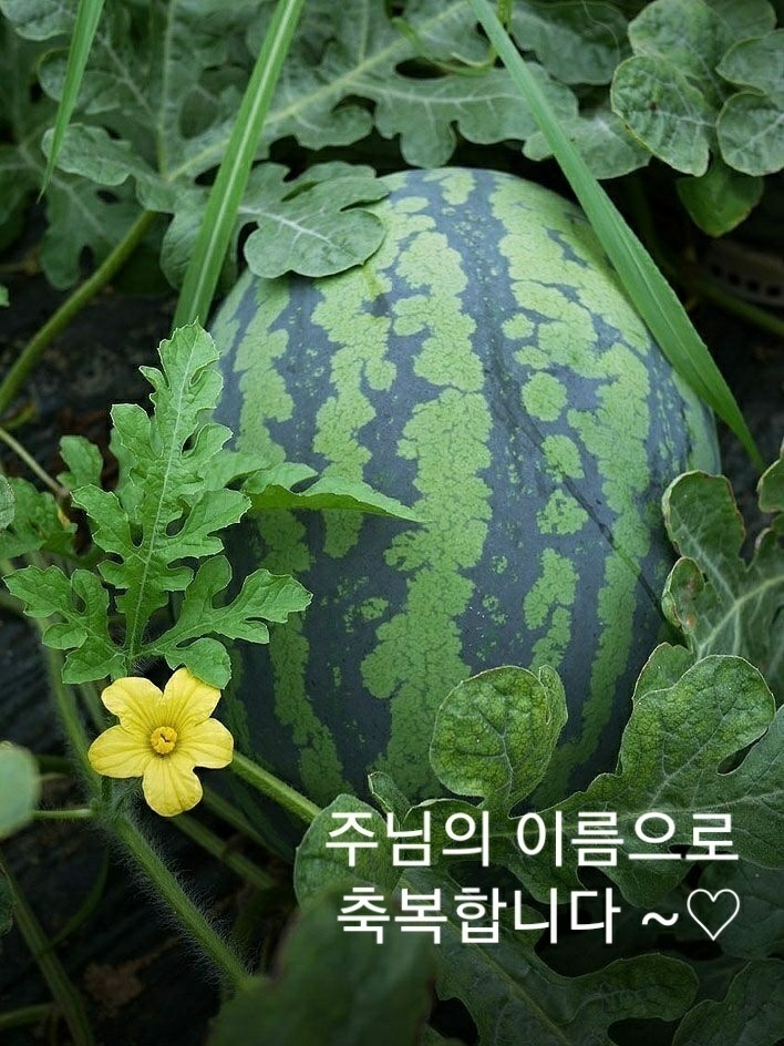 술항아리 이미지