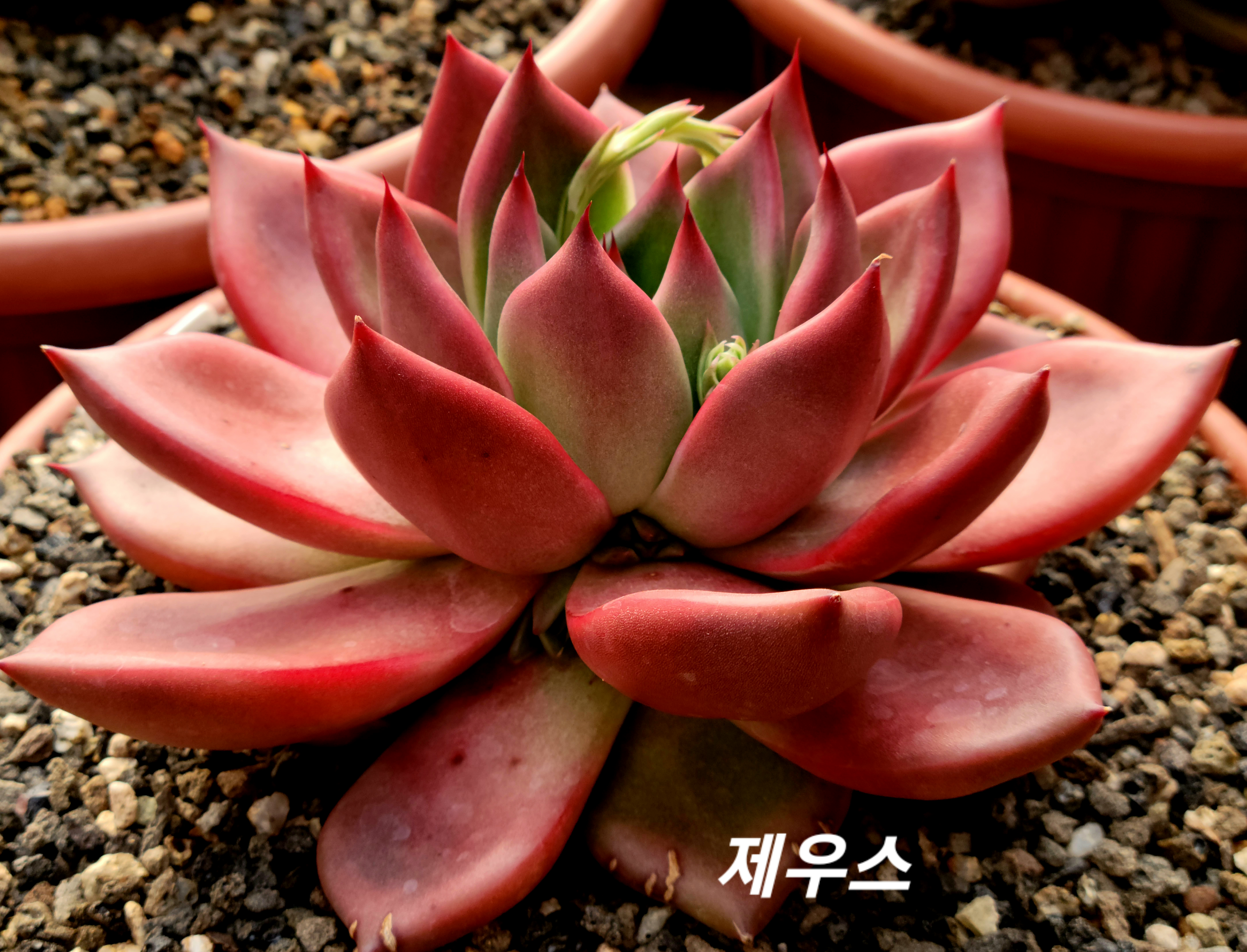제우스 이미지