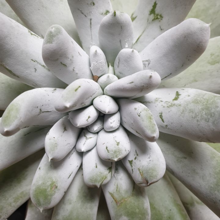 파블리 이미지