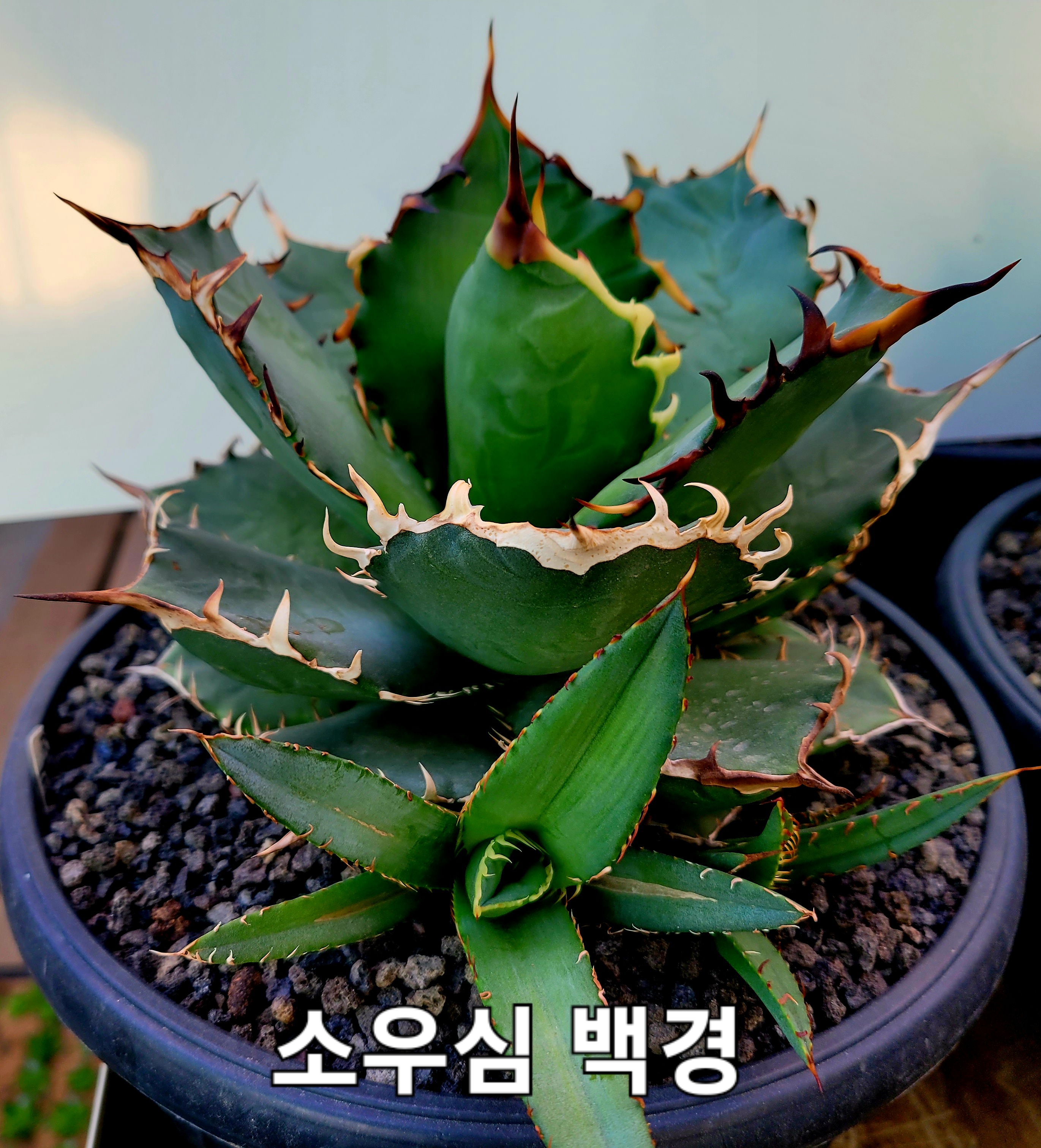 백경 이미지