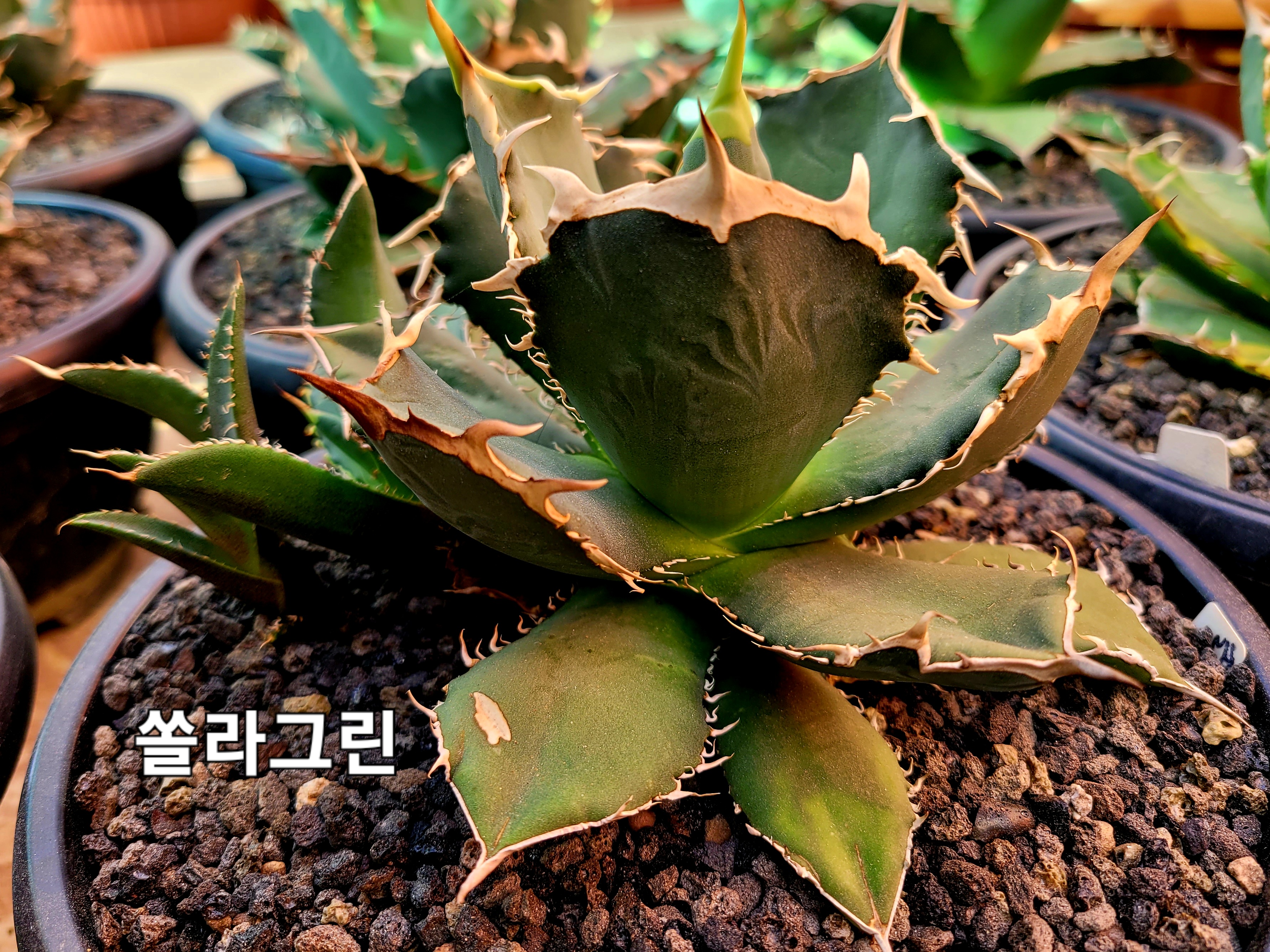 쏠라 이미지
