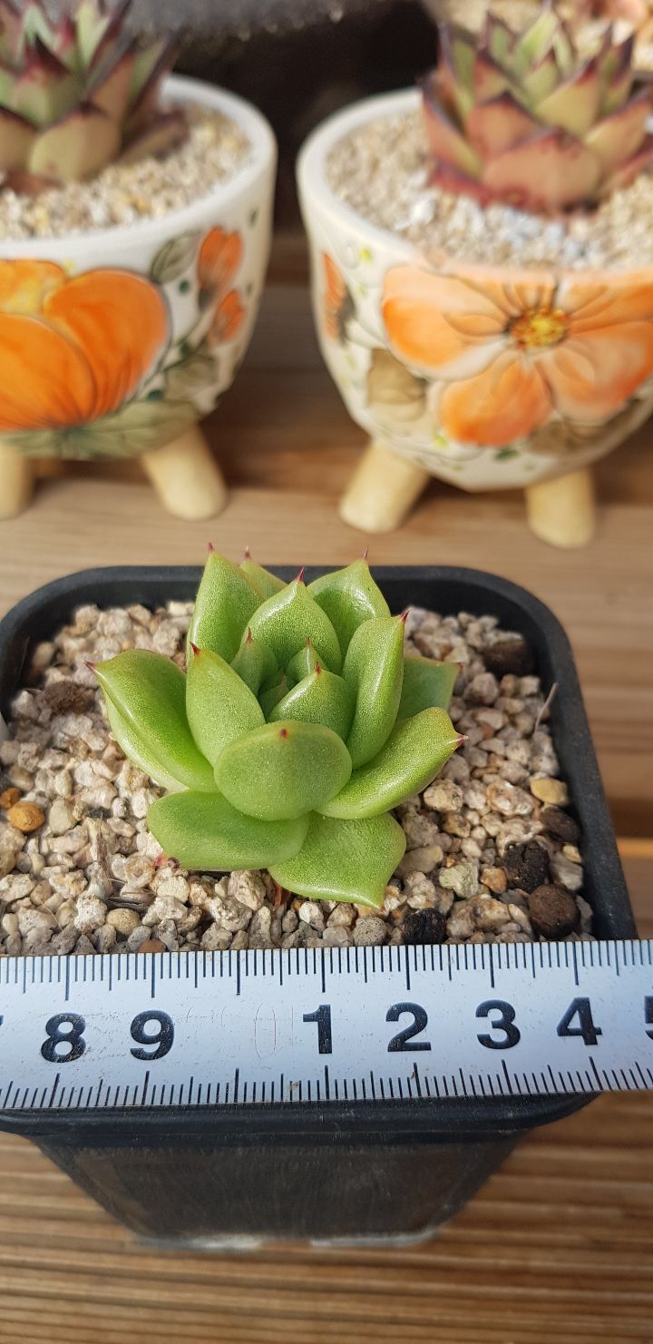 달고요 이미지