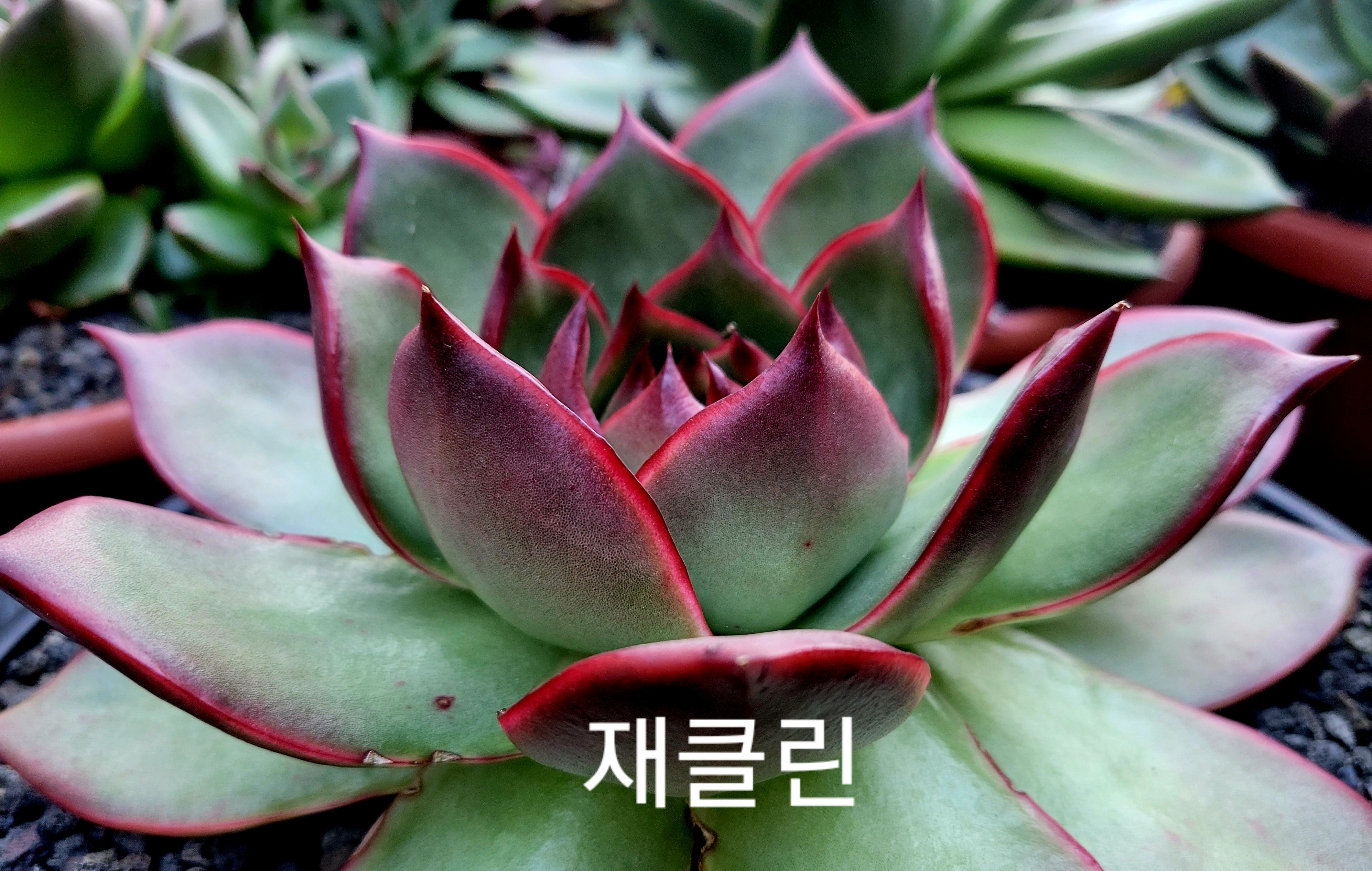 재클린 이미지