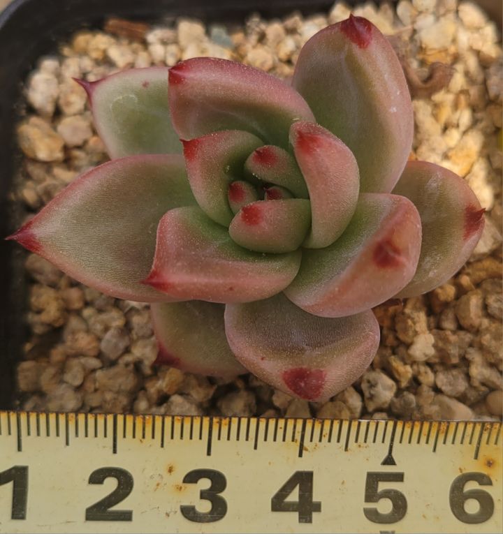 유끼 이미지