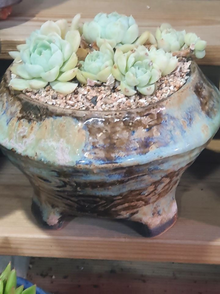 서인경화분 이미지