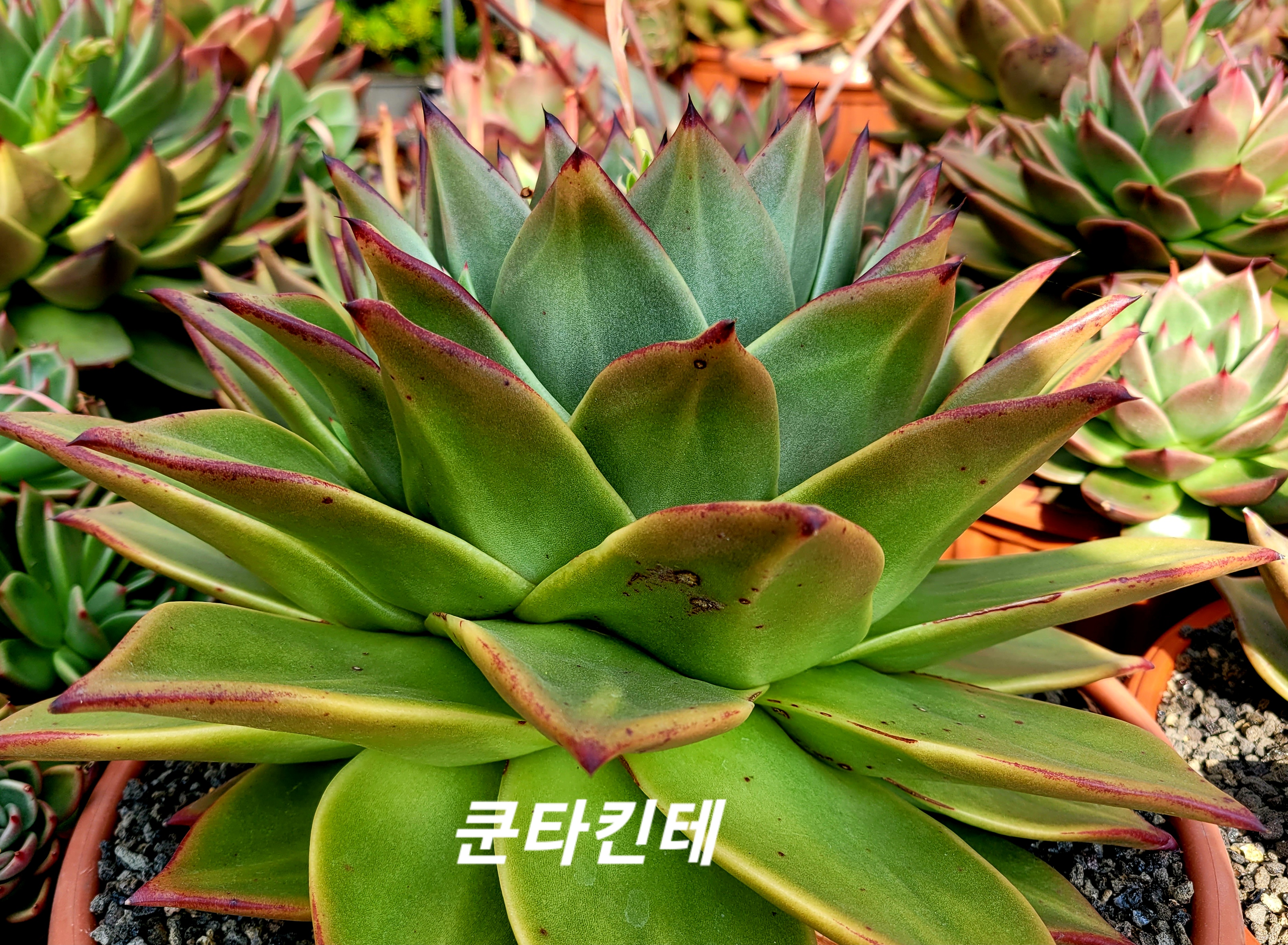 쿤타킨테 이미지