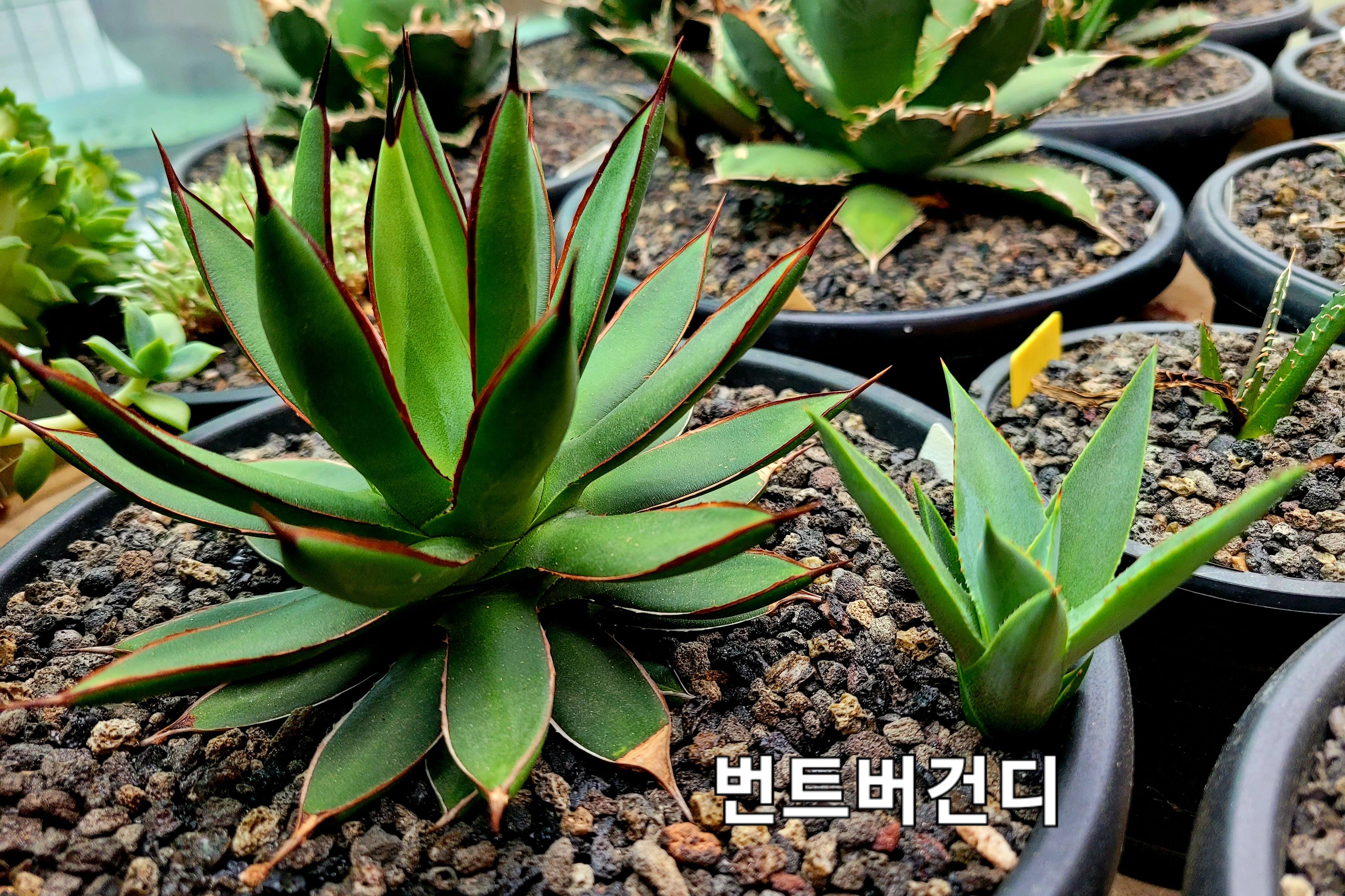 버건디 이미지