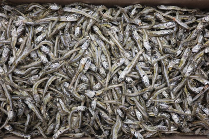 고바이제이 이미지