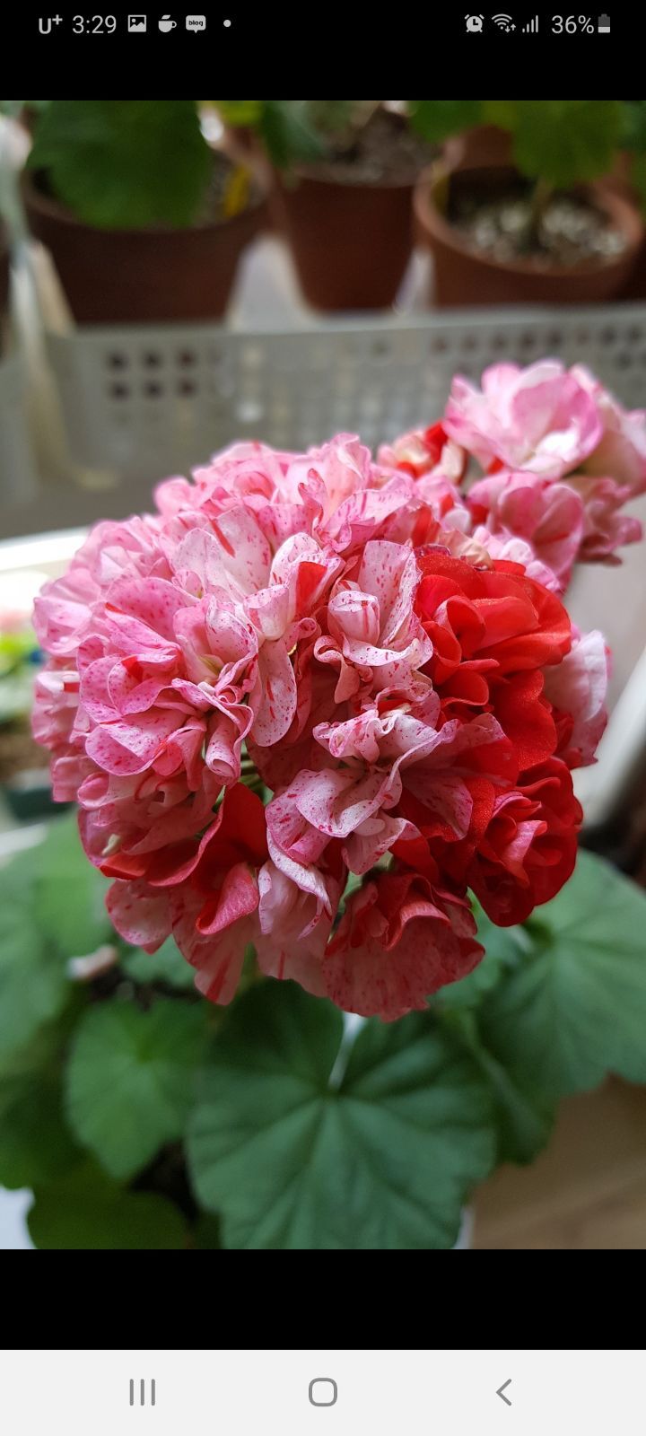제라 이미지