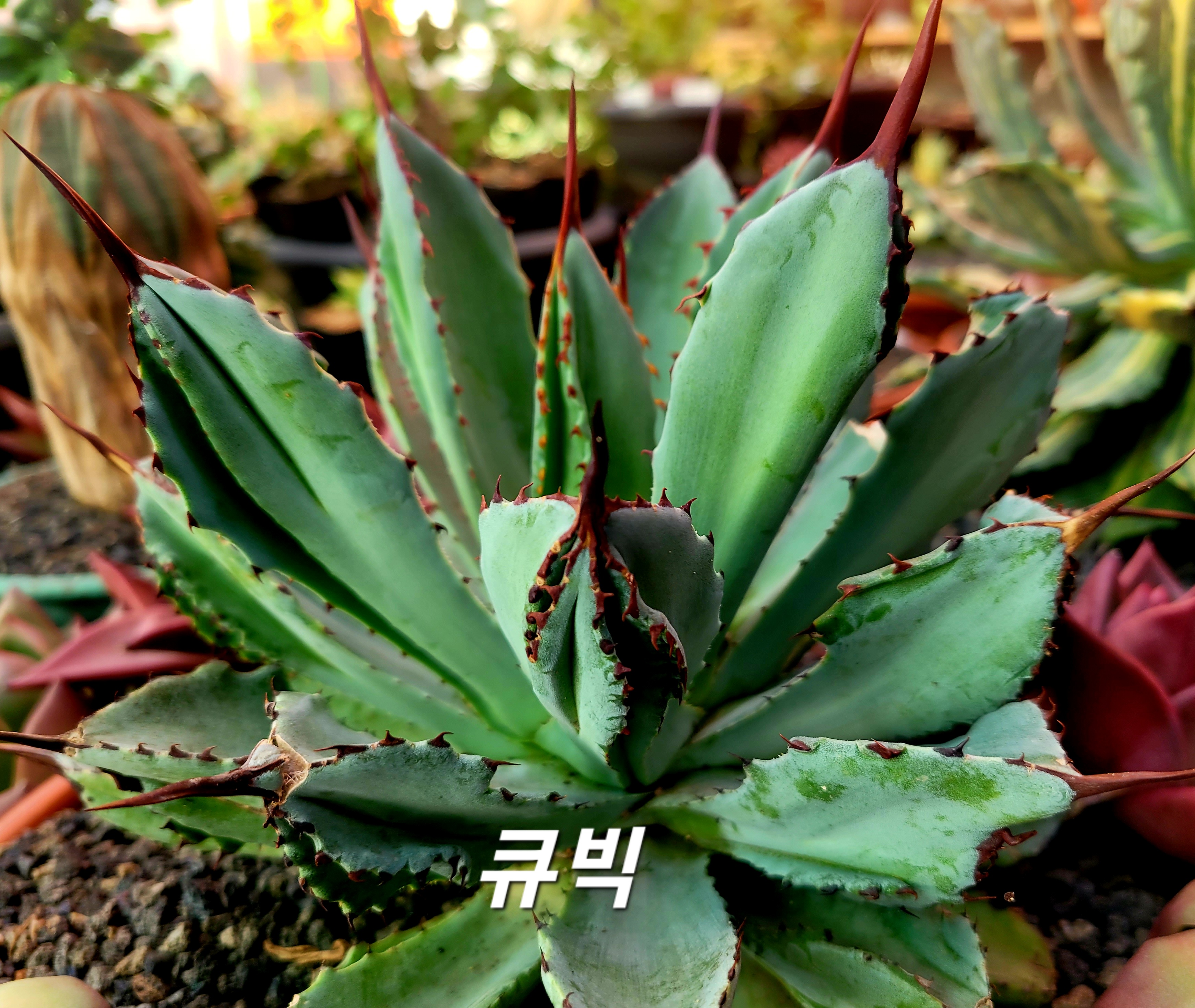 큐빅 이미지