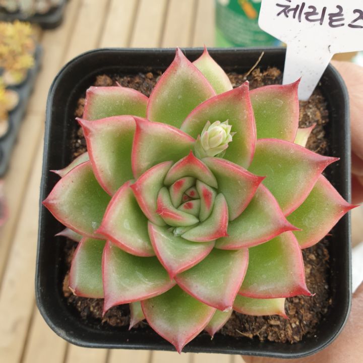 로즈베이 이미지