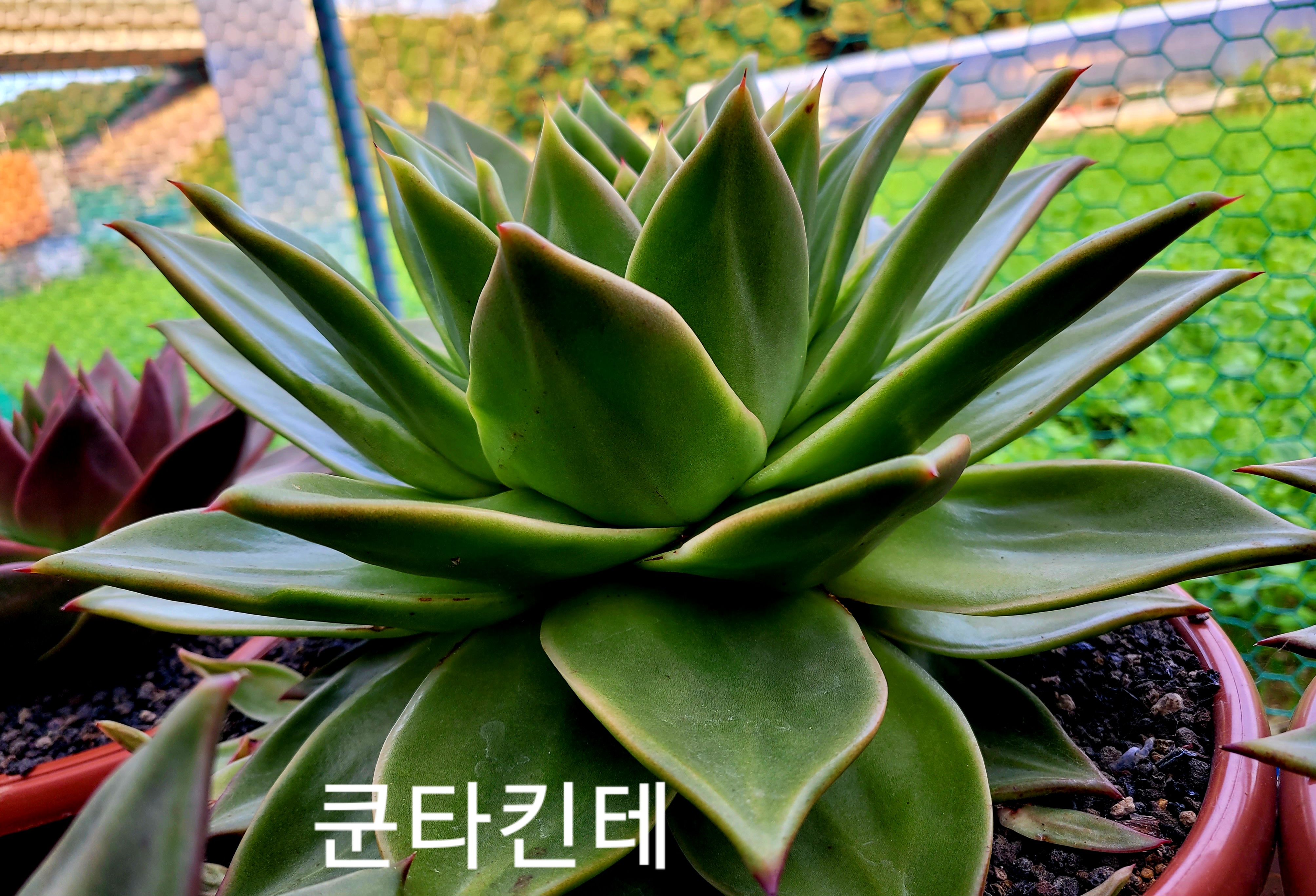 쿤타킨테 이미지