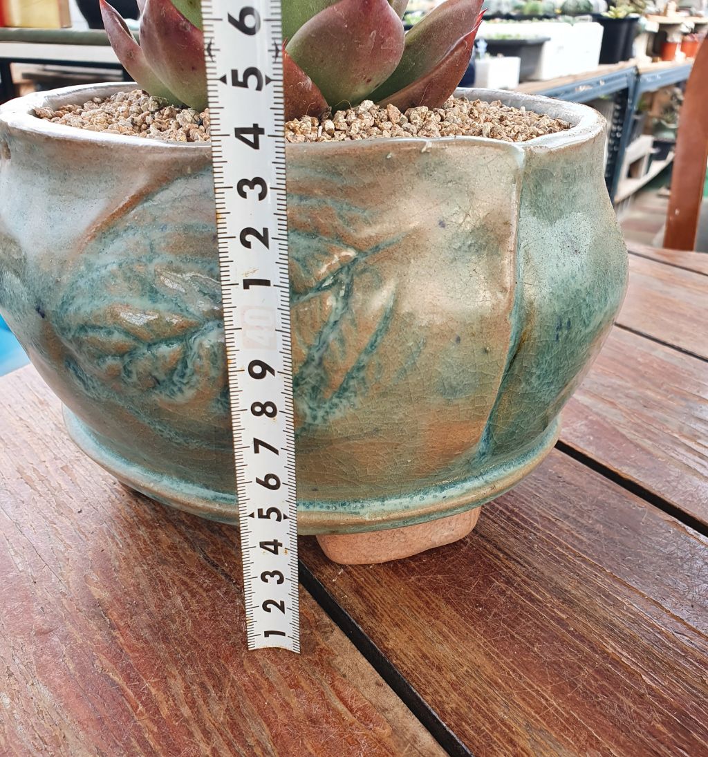 서인경화분 이미지