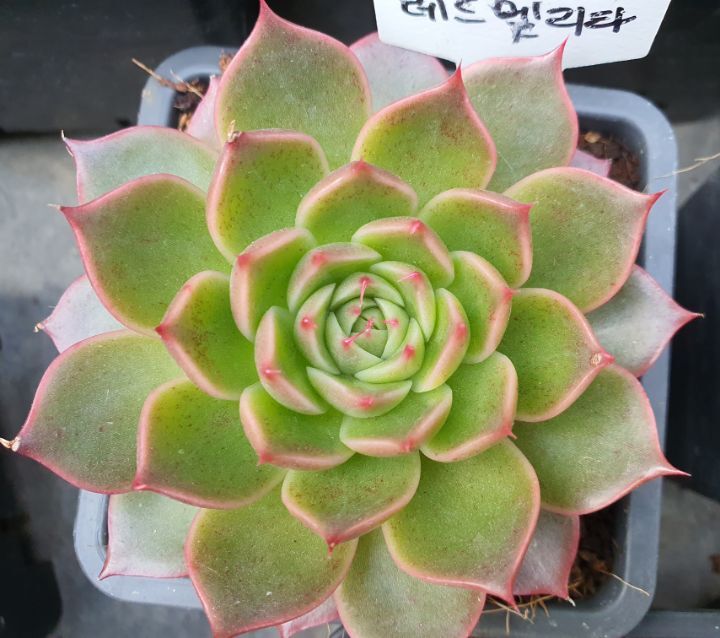 레드벨리타 이미지