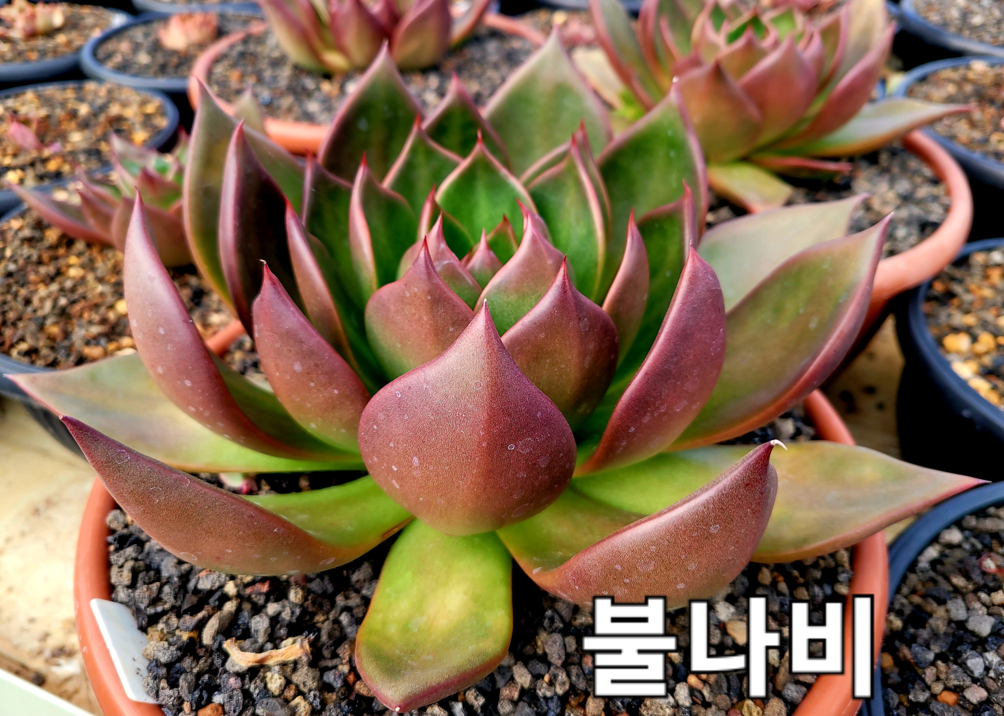 불나비 이미지