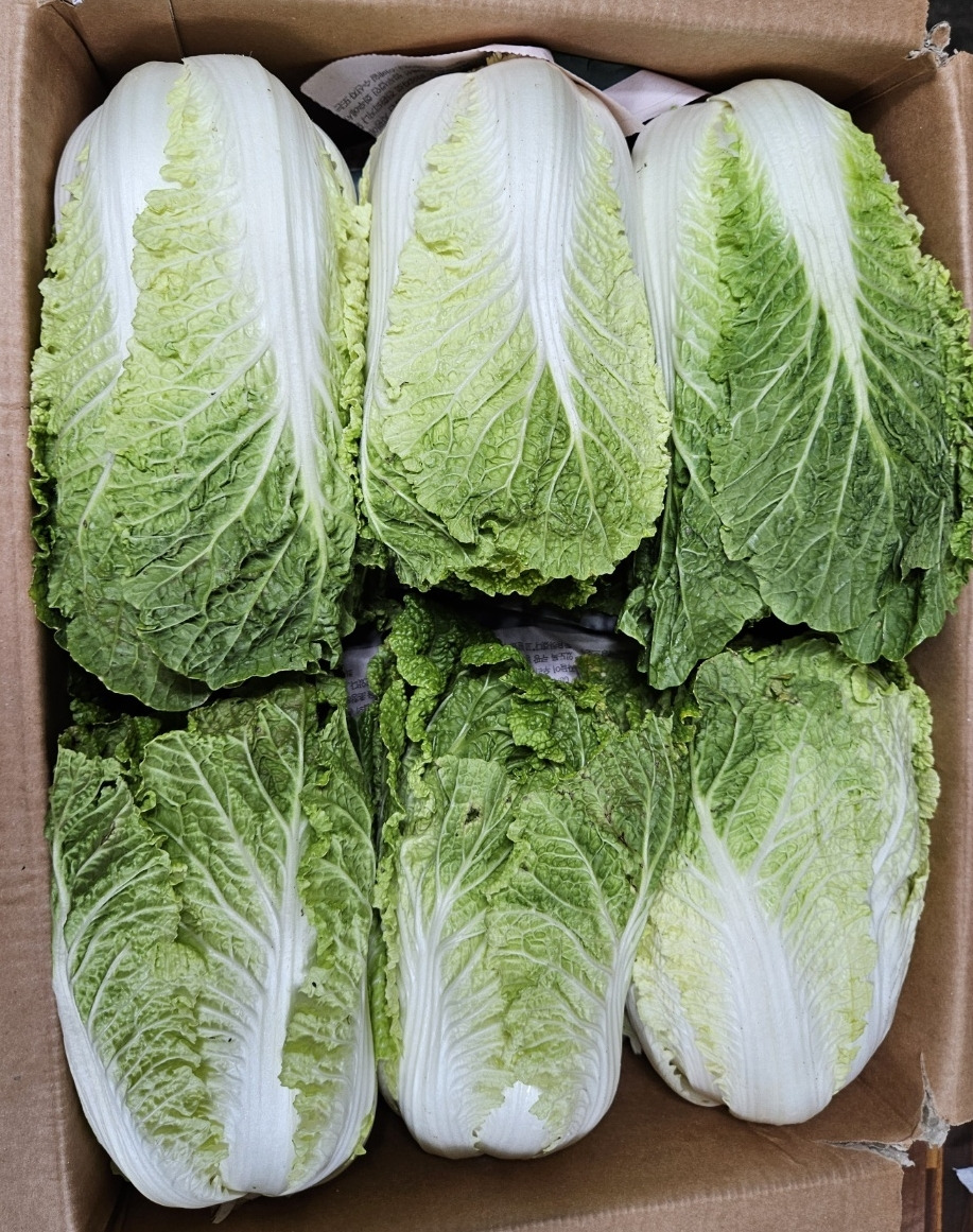 알배기 이미지