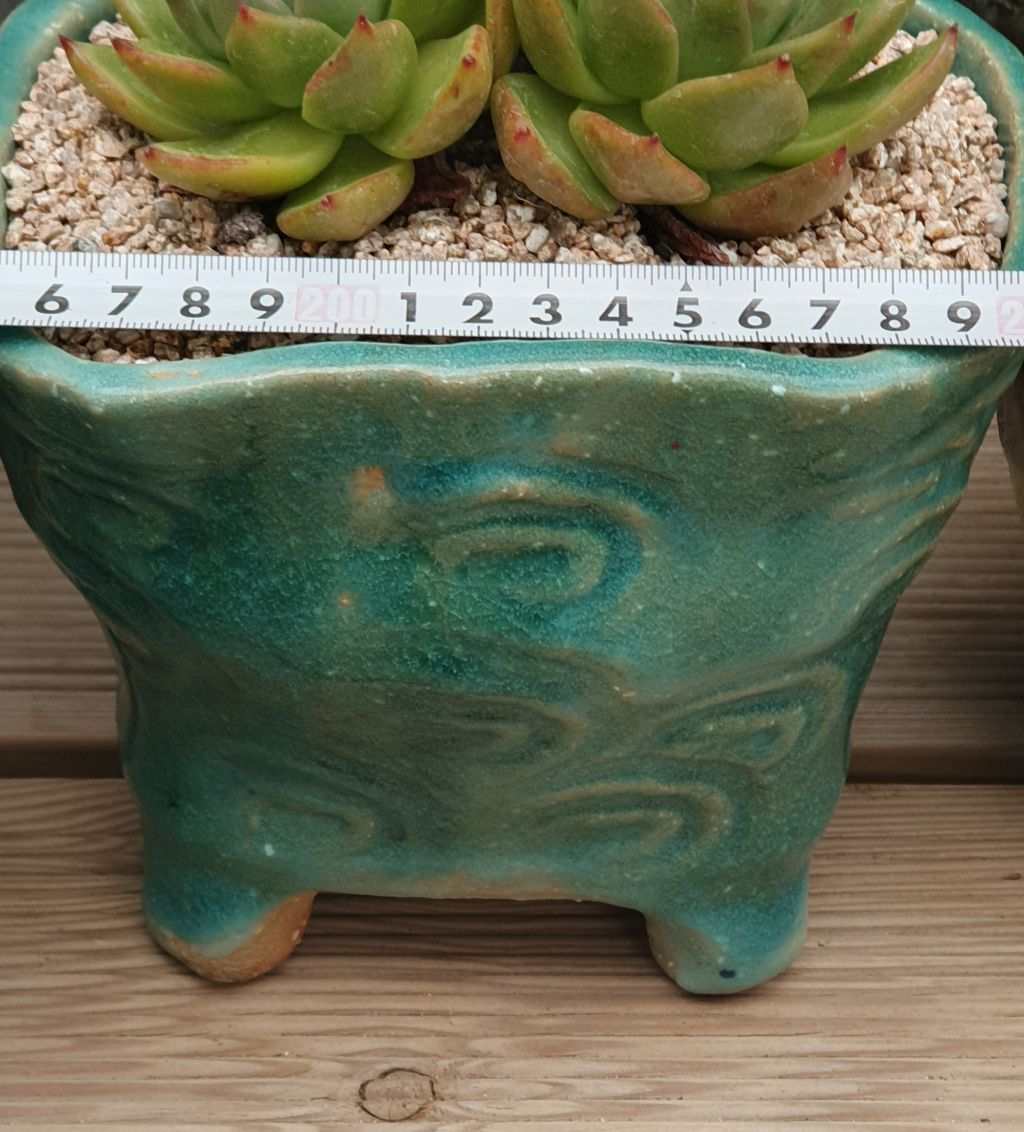 서인경화분 이미지