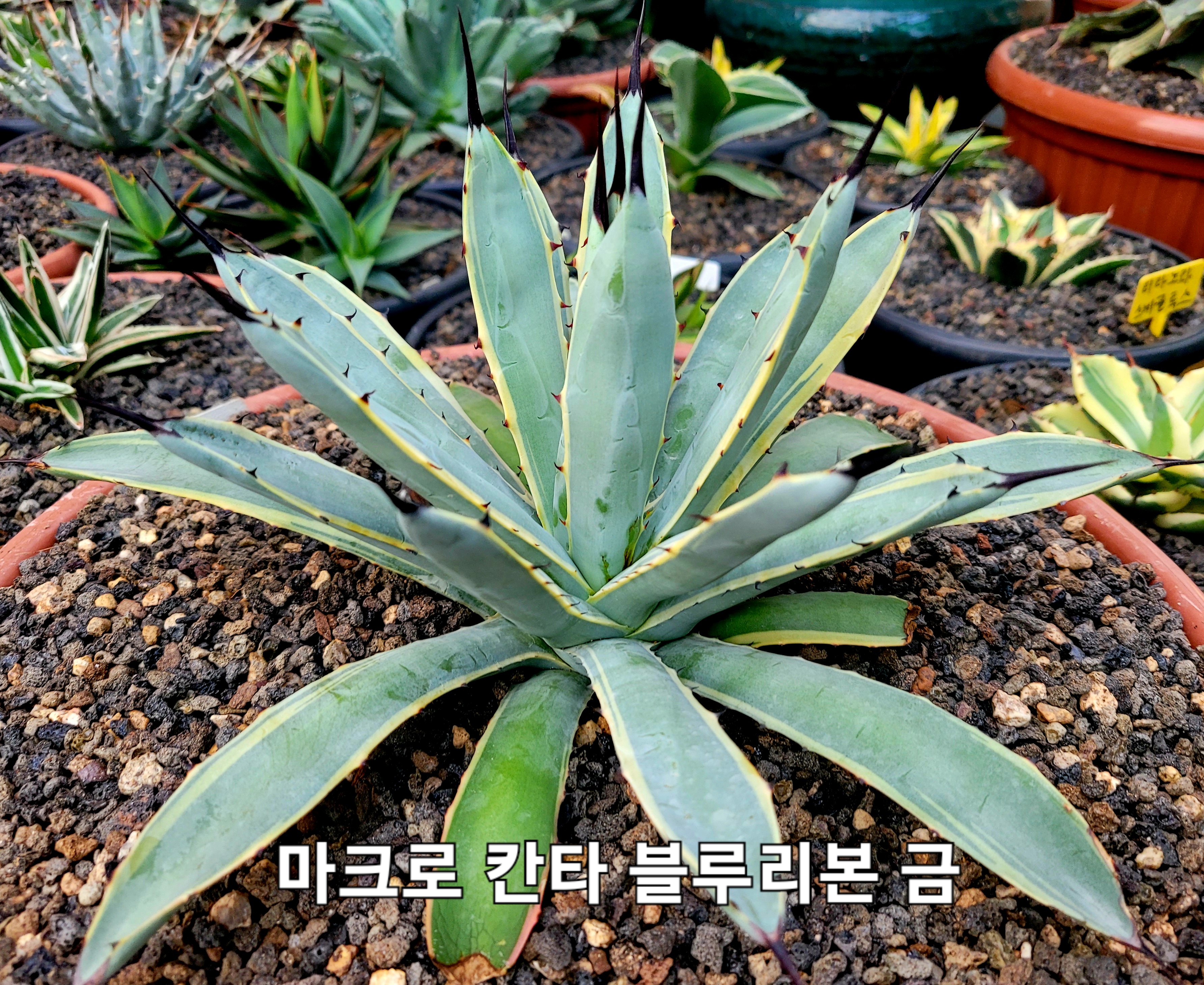 블루리본 이미지