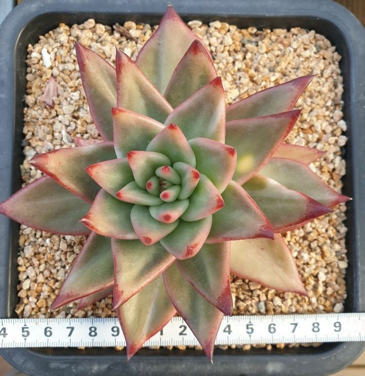마리아유통 이미지