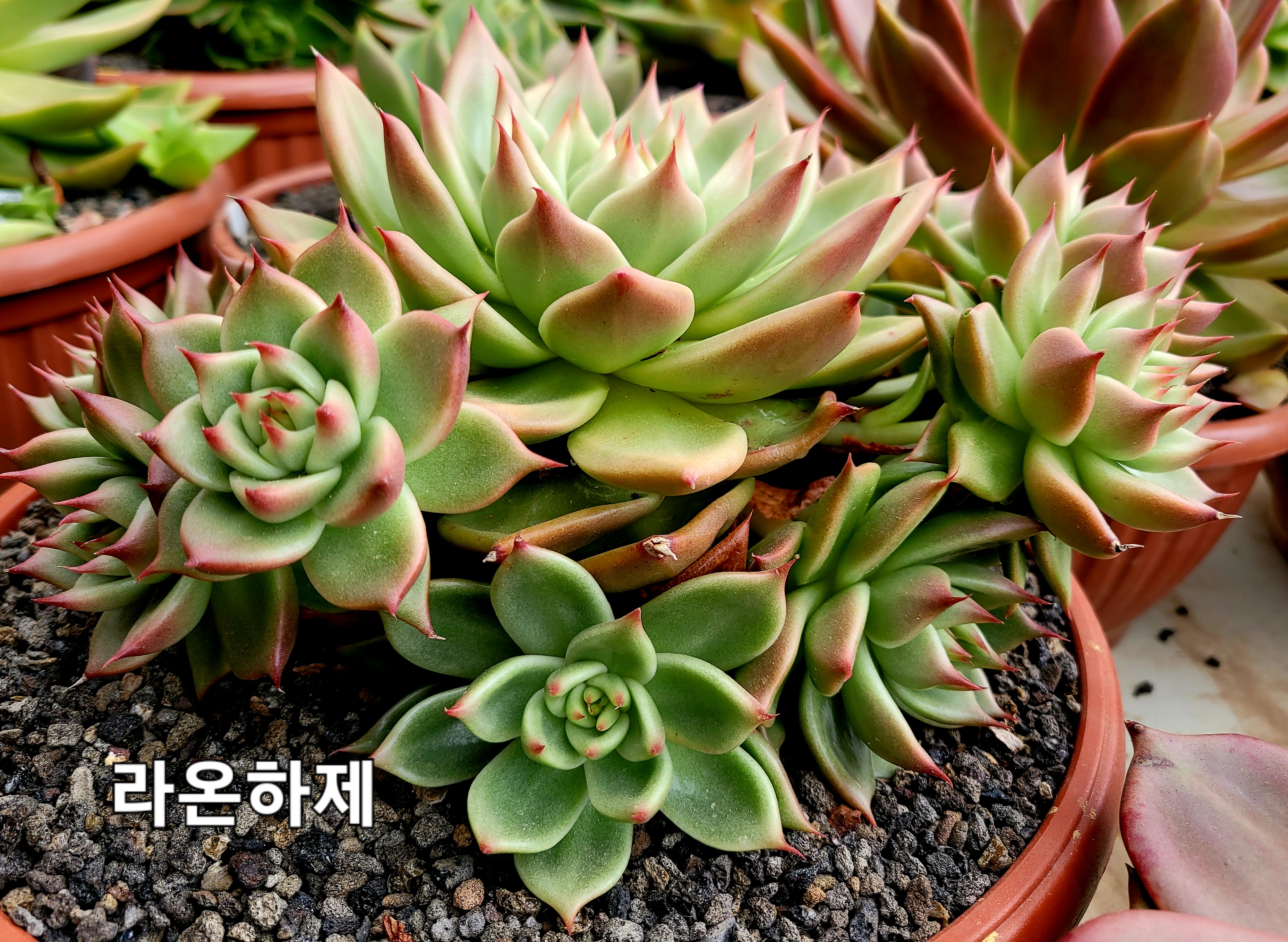 라온하제 이미지