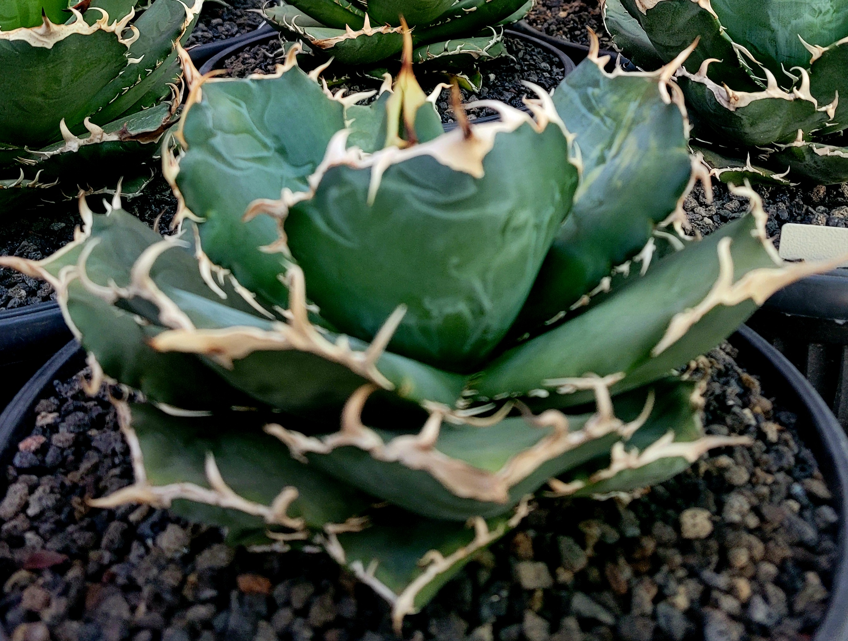 백경 이미지