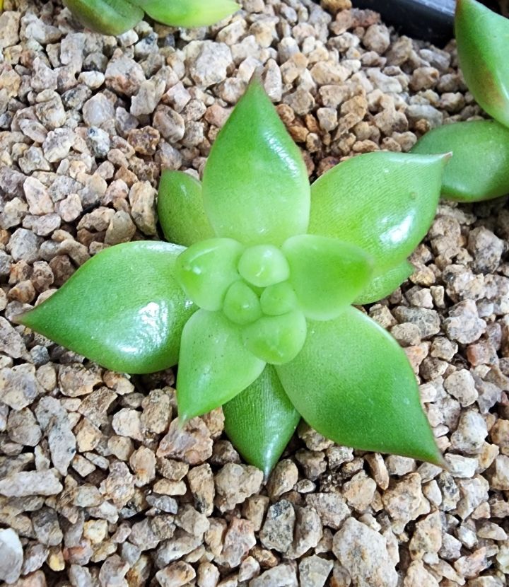 솔레미오 이미지