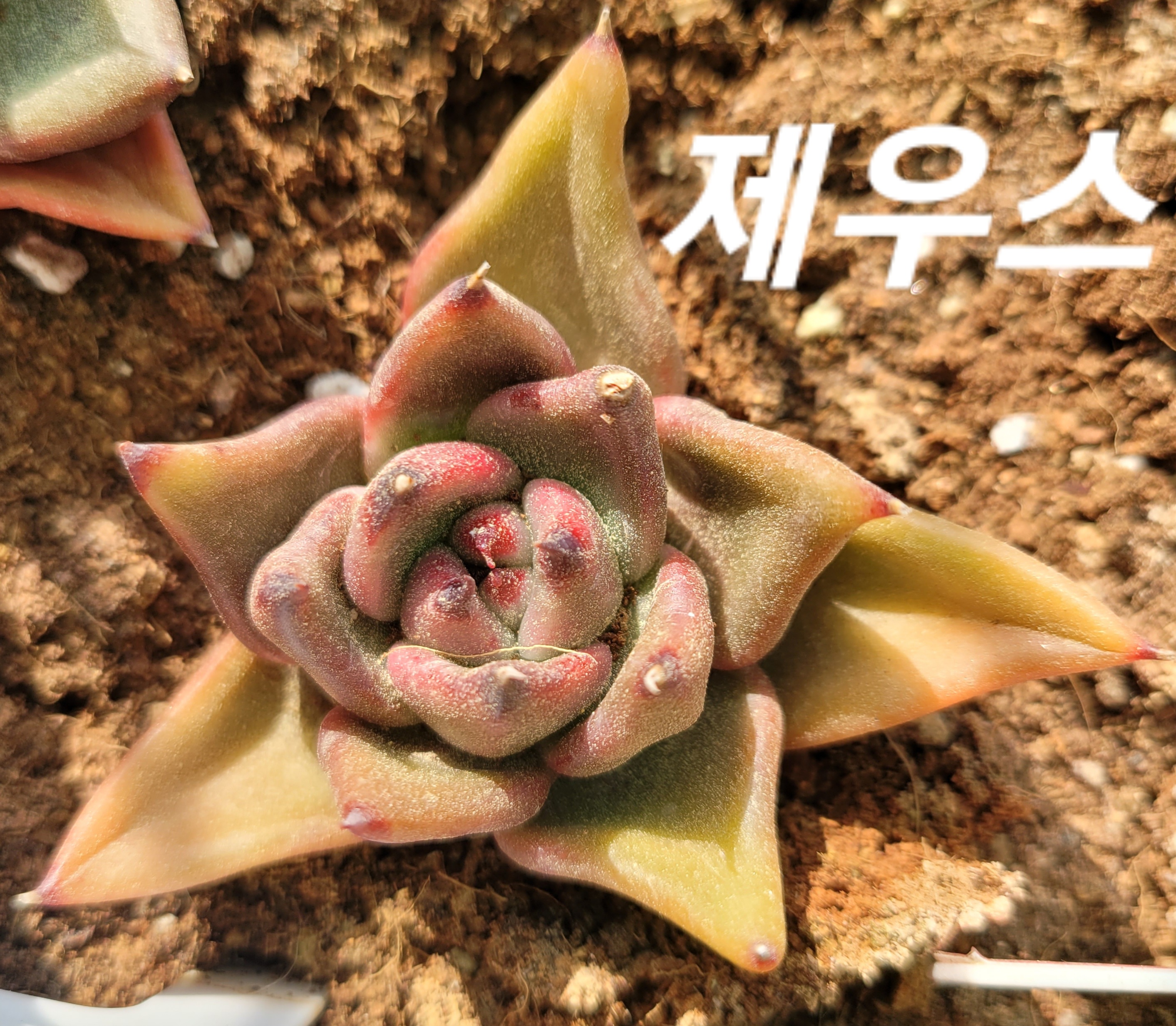 제우스 이미지
