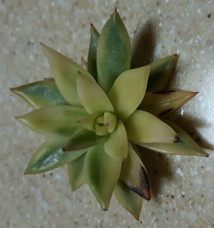 바이즈 이미지
