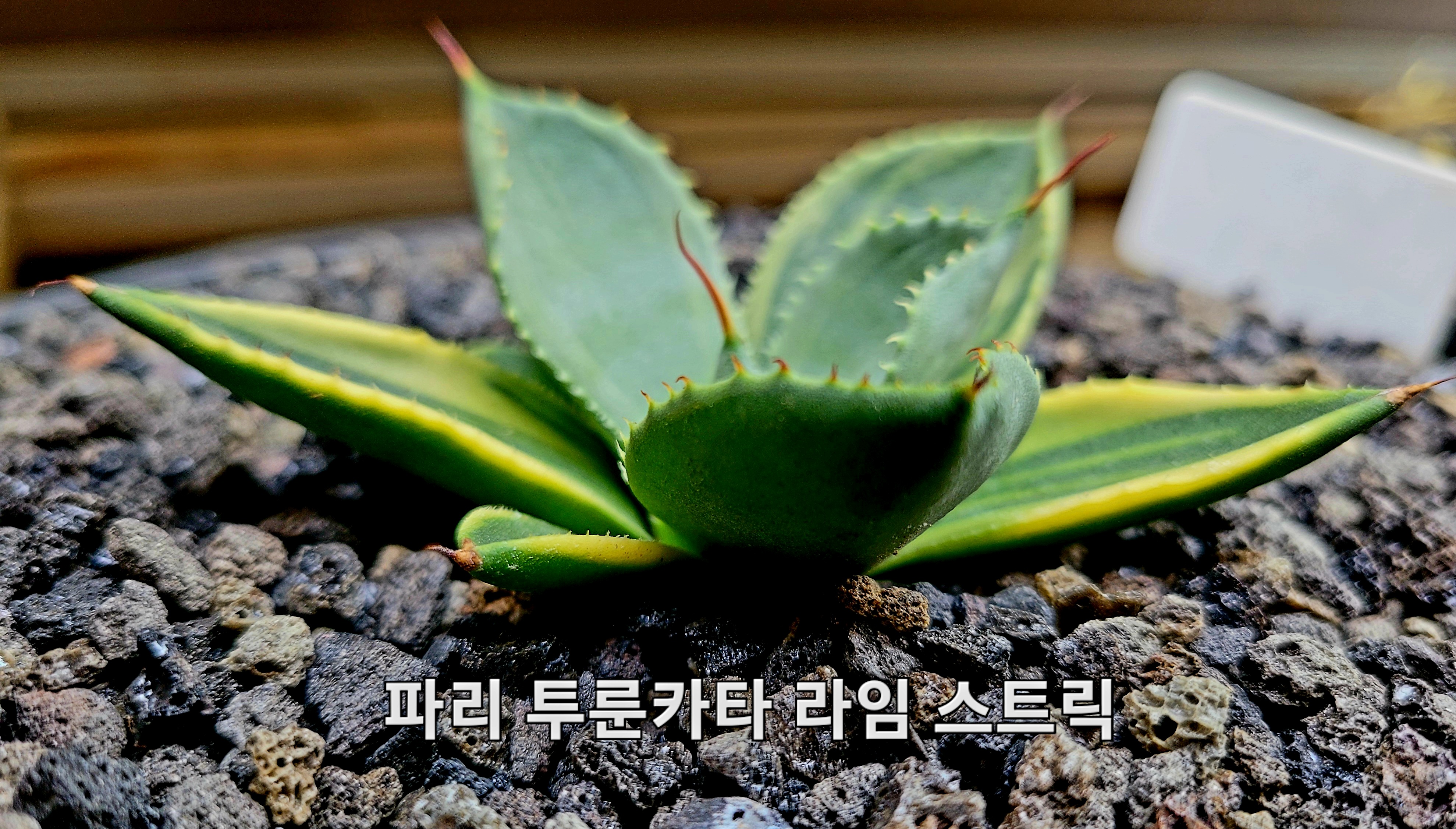 카타이어 이미지