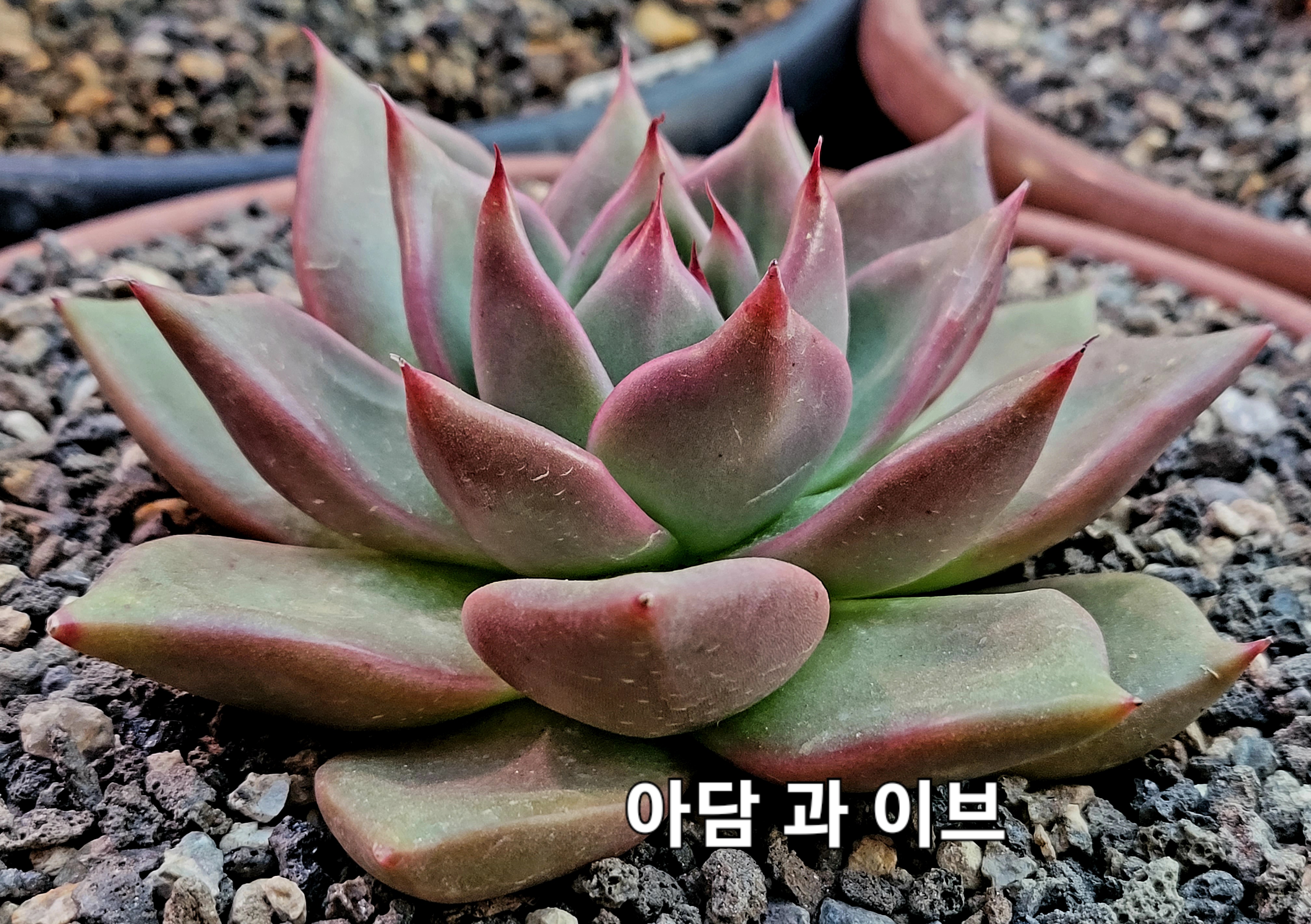 아담과이브 이미지