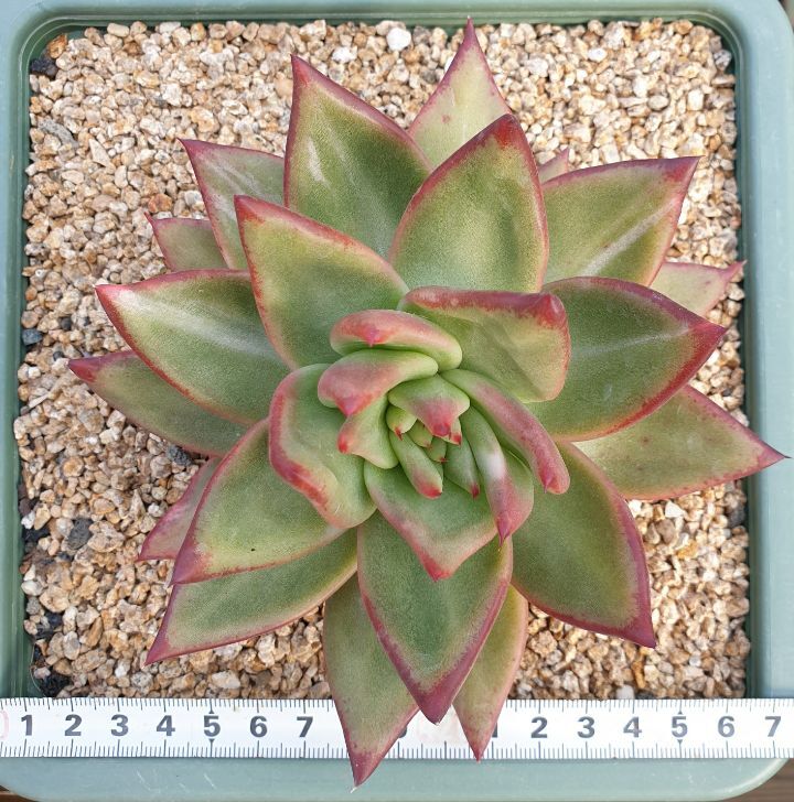 마리아유통 이미지