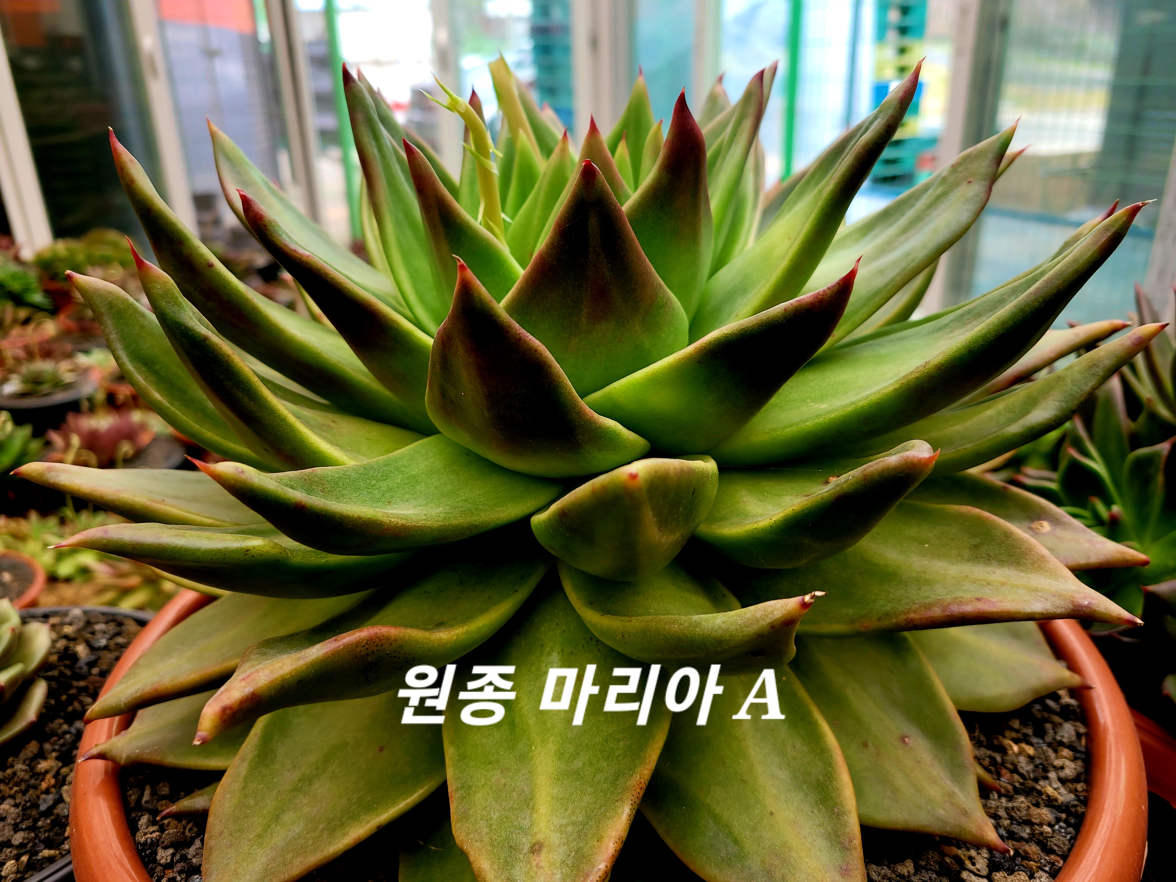 마리아A+ 이미지