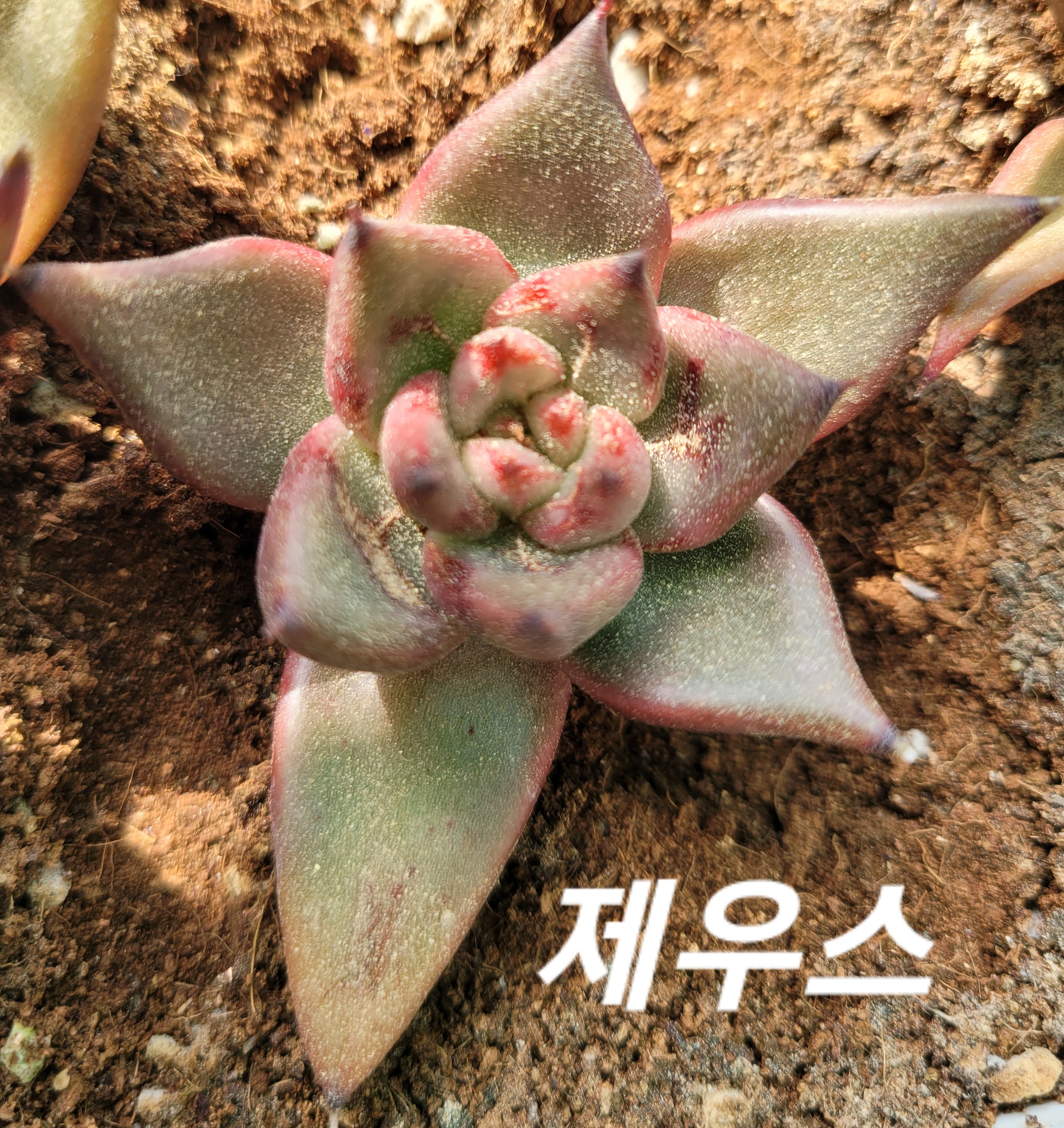 제우스 이미지