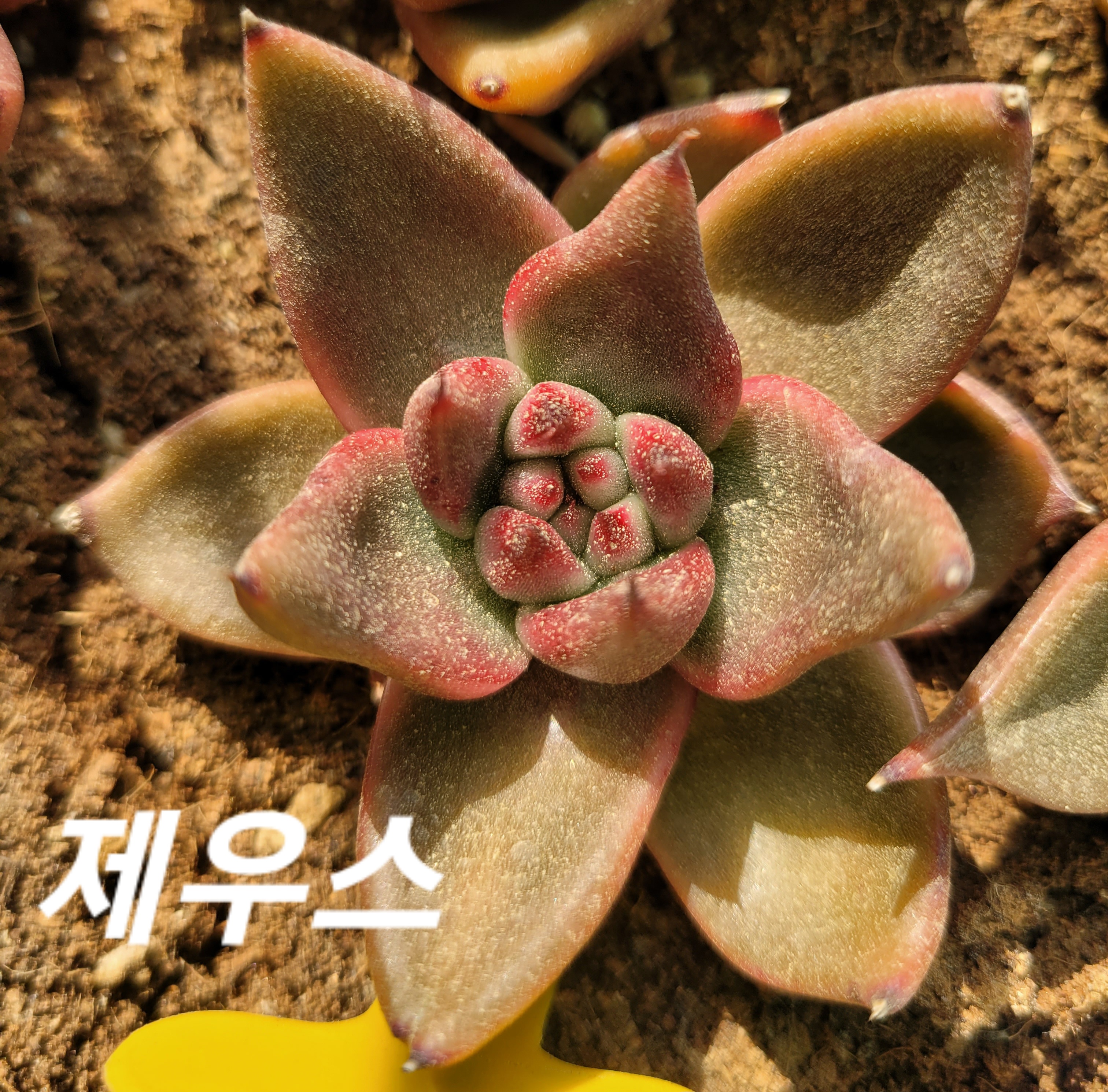 제우스 이미지