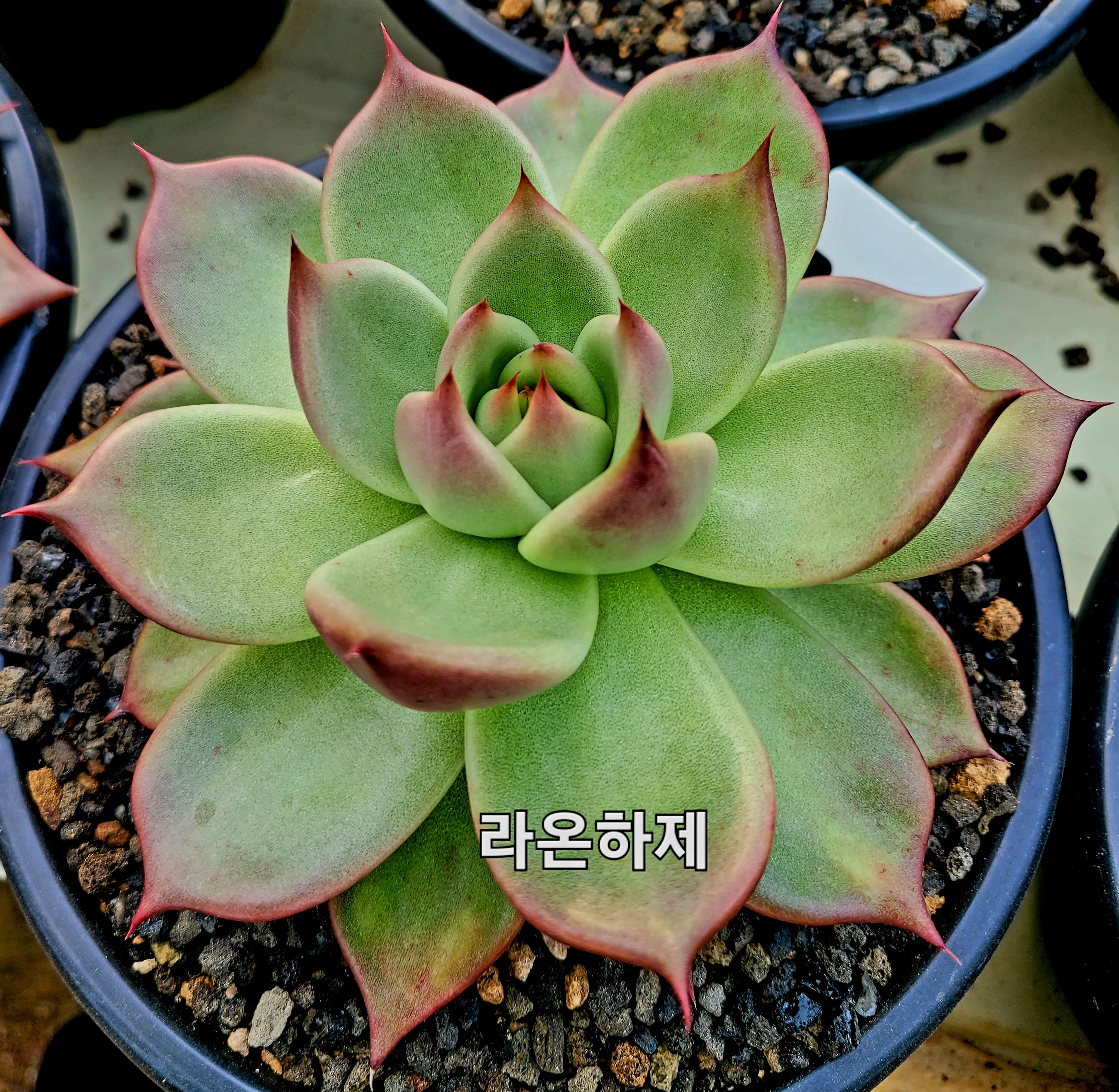 라온하제 이미지