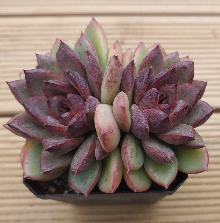 옥수정 이미지