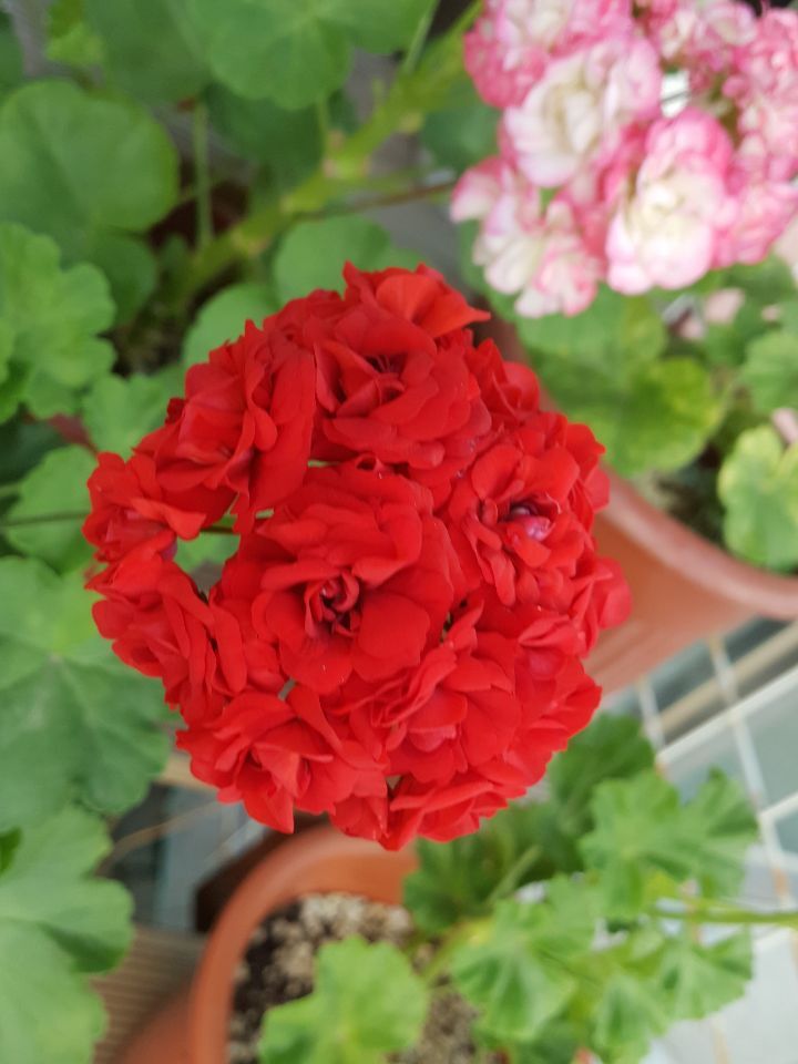 제라 이미지