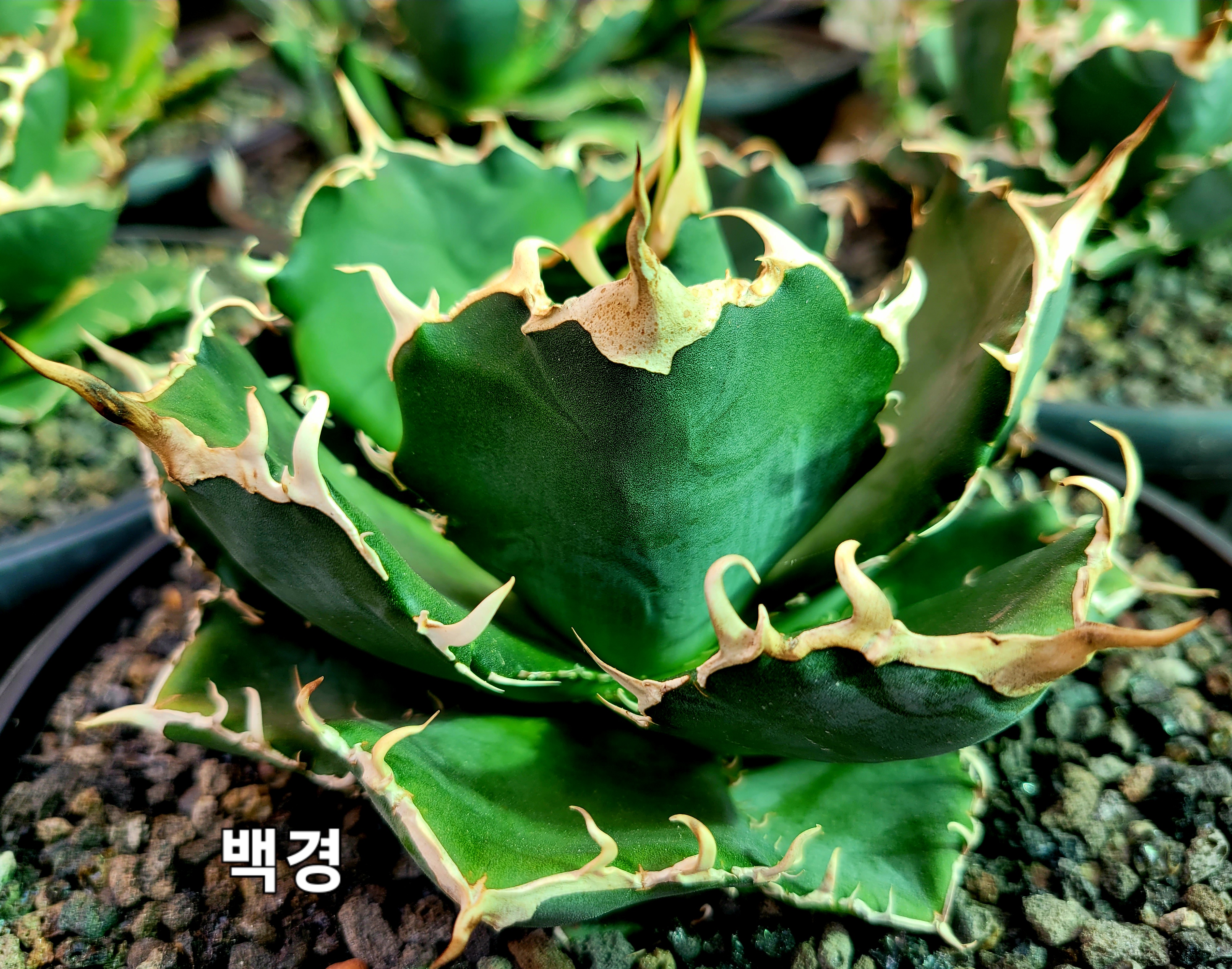 백경 이미지