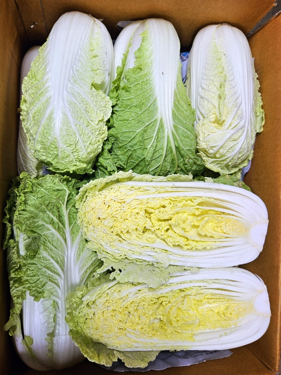 알배기 이미지